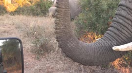 A heart racing moment when bypassing elephant bull gets too close for comfort during a safari