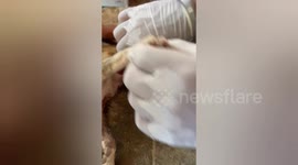 Social volunteer saved Three puppies were bitten by a mad dog in Madhya Pradesh