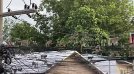 Monkeys flee with their young amid macaque crackdown in Lopburi