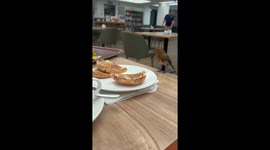 Cheeky Robin stealing my Teacake in the Dobbies garden centre cafe, Lelant, St Ives, Cornwall