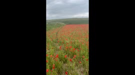 Poppy Fields in bloom at West Pentire, Newquay, Cornwall