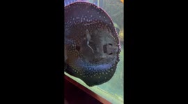 Stingray Devours Live Dinner