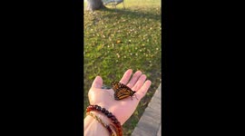 Releasing a butterfly