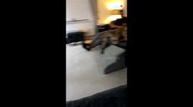 Mischievous Sausage pup gets told off for unnecessarily barking