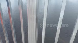 Father and son nearly land elusive clown knifefish before giant gator, eats it up in the Florida swamped