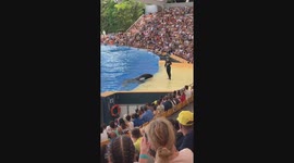 An orca pranks spectators in the best zoo in the world