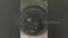 An Injured Jersey cow rescued from a snake-infested well in Madhya Pradesh,India