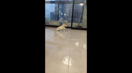 Hamster is delighted with its walnut