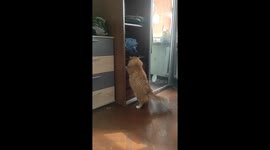 Cat caught climbing into closet