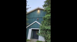 Raccoon attempts to navigate barn wall at Dragon's Edge Riding Academy