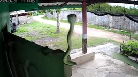 Curious snake says 'hello' to CCTV camera