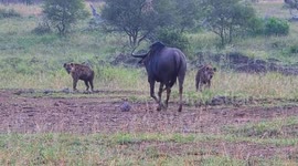 Brave wildebeest bull chases off 2 hyenas to defend its territory