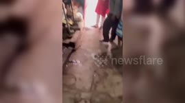 India: Cobra rescued after being stuck in borewell for four days