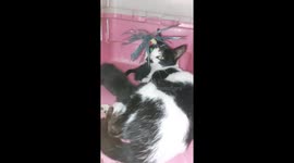 Follow adopted cat on her journey to recovery after being shot with arrow