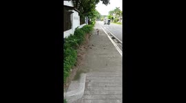 Cheeky Bird Pesters Wandering Cat