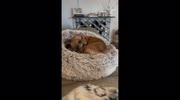 temp