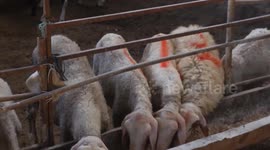 Gaza: Ongoing war shatters Gaza's Eid joy, replacing celebrations with famine