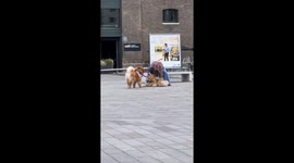 Stubborn Chow Chow hilariously refuses to budge in lazy day antics