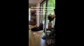 Clever pup exploits screen door for perfect comfort in Wayne, Pennsylvania