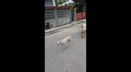 Pet dog leads a herd of goats down the road