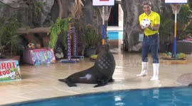 Psychic seal predicts France will beat Austria in Euro 2024