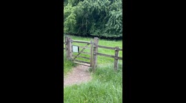 Dog Takes An Unnecessary Shortcut