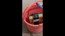 Sssspecial delivery! Indian couple receive LIVE venomous snake inside package ordered from Amazon