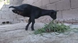 Sheep born with only two legs lives 'normal' life