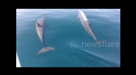 Dolphins of Puerto Princesa, Palawan April 2016