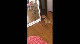 Puppy sees his own reflection for the first time
