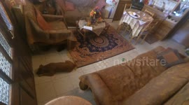 What my dog does when i leave