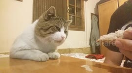 My cat beggin for food