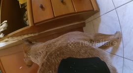 Gopro on dog show how open the door