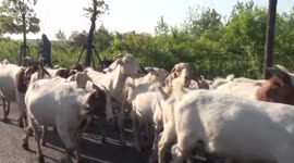 280只山羊散放慢车道乱拉屎坑苦保洁员