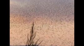 Hundreds of starlings fly in mesmerising murmuration