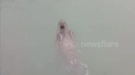 Tourist and zoo keeper killed by walrus