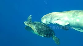 Amazing footage of a manatee 'riding' a sea turtle