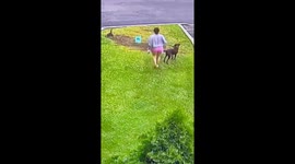 Wild turkey attacks Labrador sending dog owner flying on walk