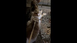 Heartwarming moment kitten runs to reunite with mother after time apart