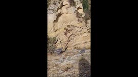 Baby gulls walking on a cliff. Portugal, Faro.19 june 2024