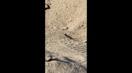 Crazy Sand-Digging Bug Caught in Action - This Nature's Little Excavator Skills Are Mind-Blowing!