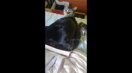 Three cats find comfort in a shoebox