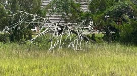 USA: Lost Pet Monkey Safely Returned to Owner in Surf City