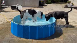 Summer is here in the UK! Arlo and Kai the Staffordshire bull terrier brothers have fun in their pool with their frisbee