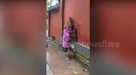 Monkey muggers completely cover woman to steal fruit from her bag