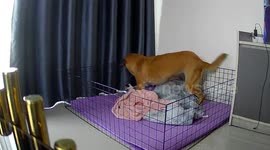 Frantic mother dog tears apart mats to free puppy stuck in cage railings