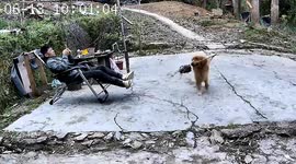 Owner stung and suffers swollen eye after golden retriever brings home wasp nest in China