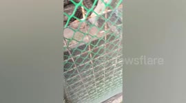 Zoo closed after zookeepers 'try to feed kitten to python' in the Philippines