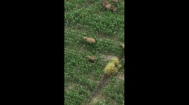 Wild Asian elephants enjoy 