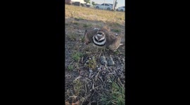 This protective bird feigns injury to lure predators away from eggs